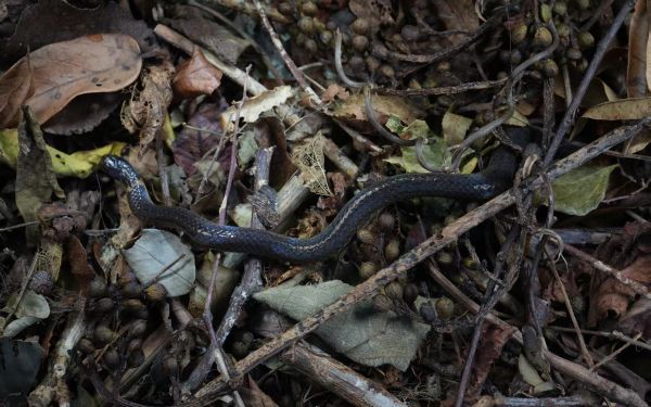 上海市林业总站赴大金山岛开展陆生野生动物资源调查工作4.jpg 上海市林业总站赴大金山岛开展陆生野生动物资源调查工作4.jpg
