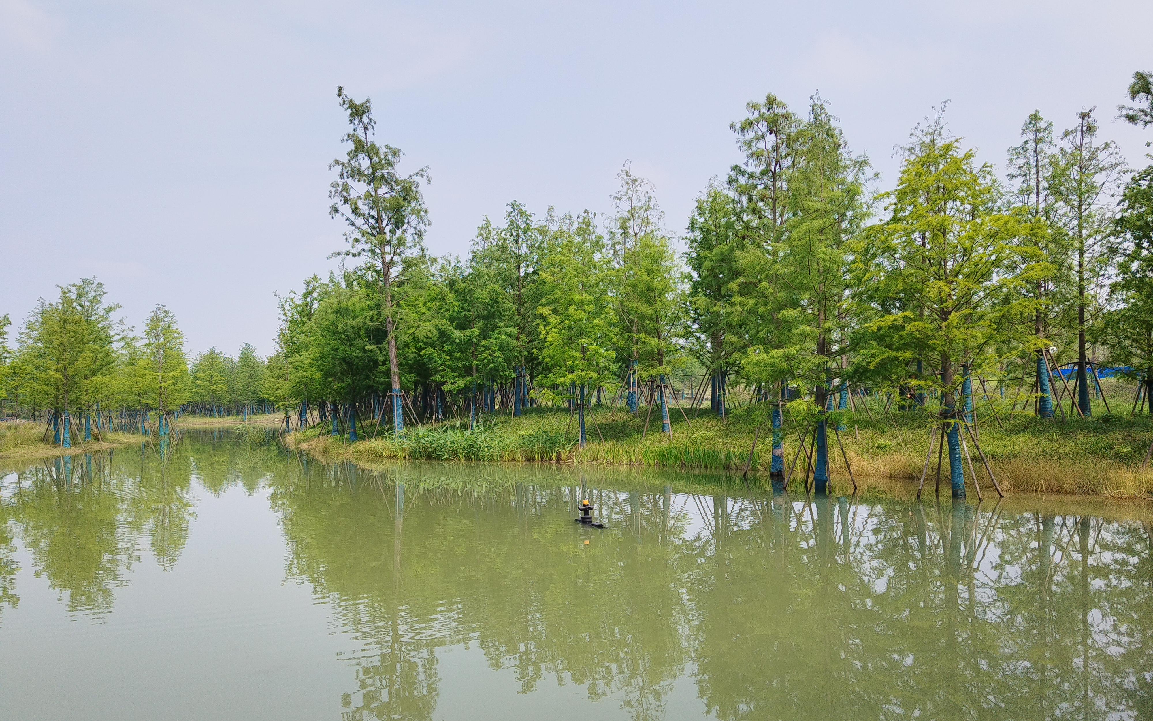 上海市园科院推进三林楔形绿地水绿协同生态质量评估工作