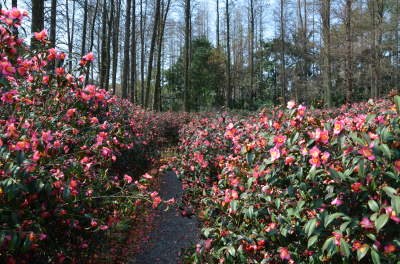束花茶花迷宫 (1).png 束花茶花迷宫 (1).png