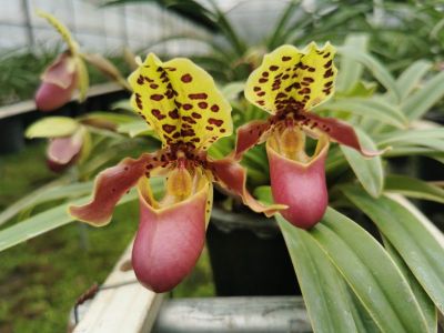 亨利兜兰Paphiopedilum henryanum（红色名录VU）.jpg