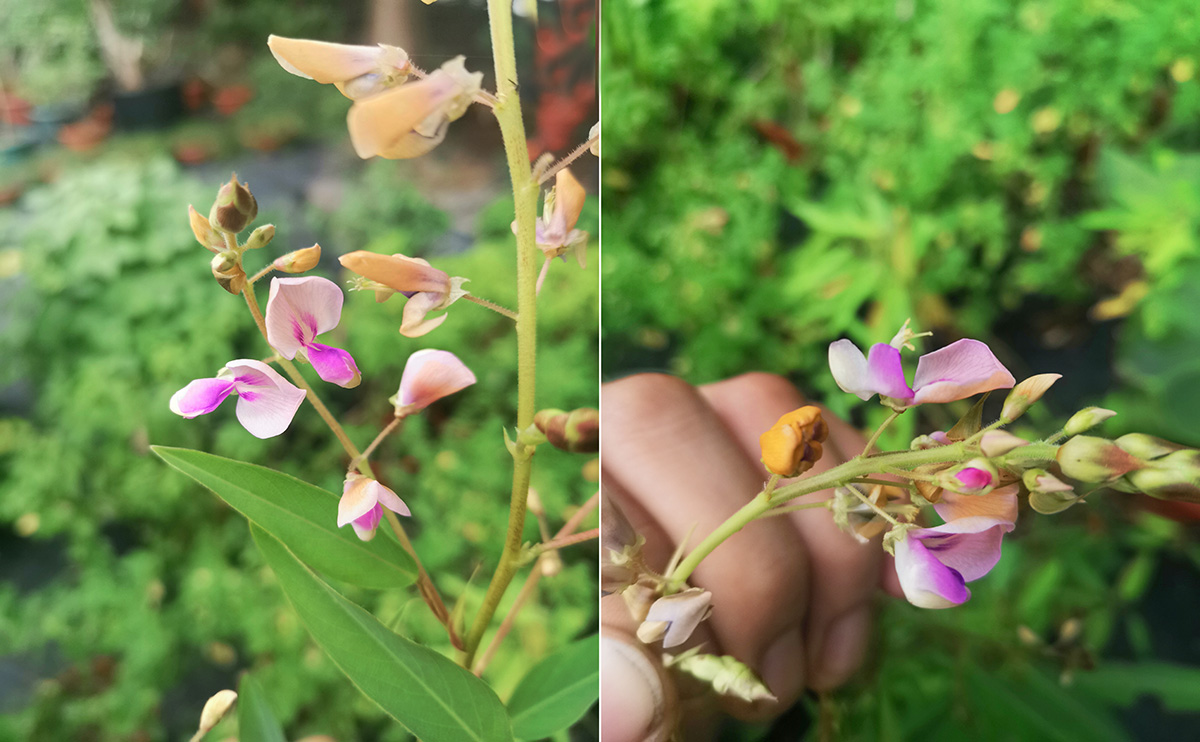 名符其实的"跳舞草"_上海花讯_上海市绿化和市容管理局