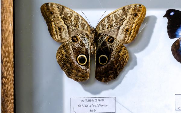20261007昆虫标本-182.jpg