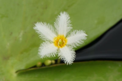 金银莲花4.jpg