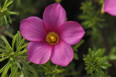 4玫瑰长发酢浆草（编号1413） (4).jpg