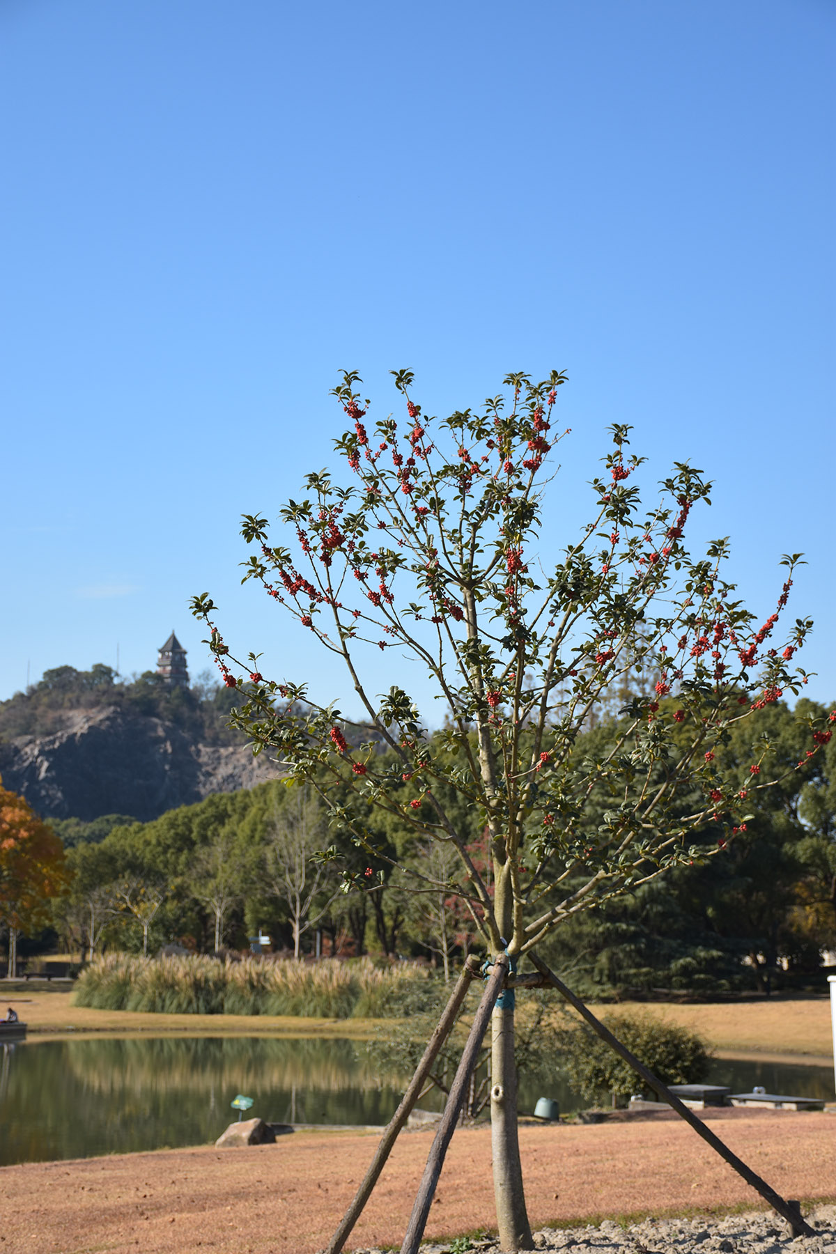 图11 大别山冬青.jpg