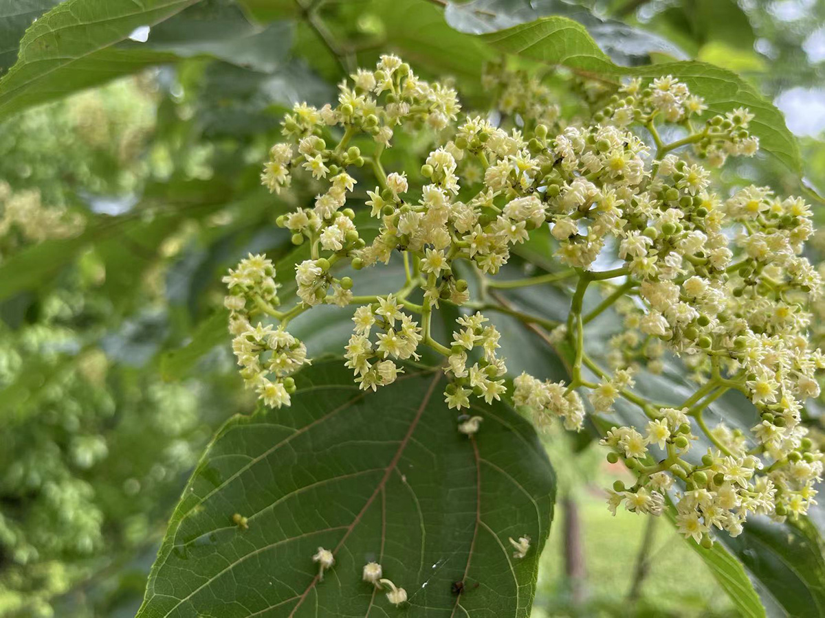 辰山植物园歪七扭八的拐枣枳椇花满树