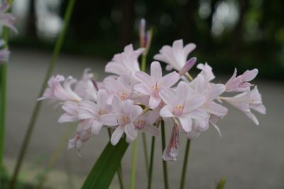 DSC04905.jpg