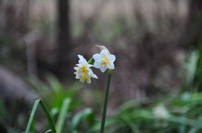 2 水仙.jpg 2 水仙.jpg