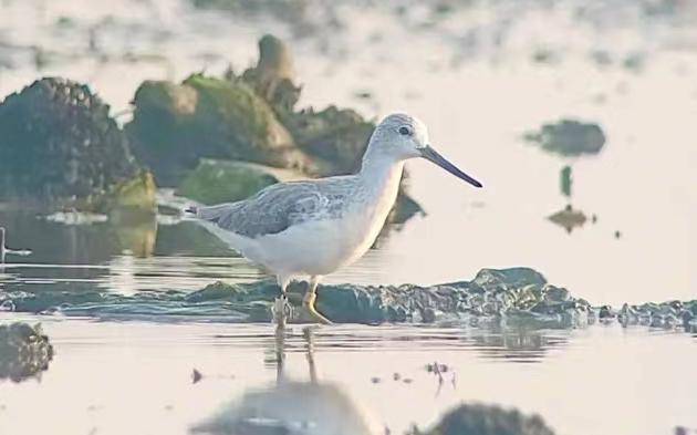 崇明东滩环志小青脚鹬ck于菲律宾被目击