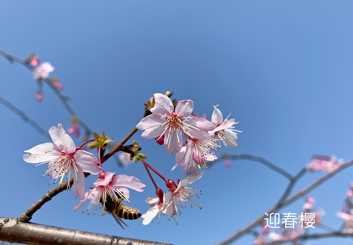 迎春樱.jpg