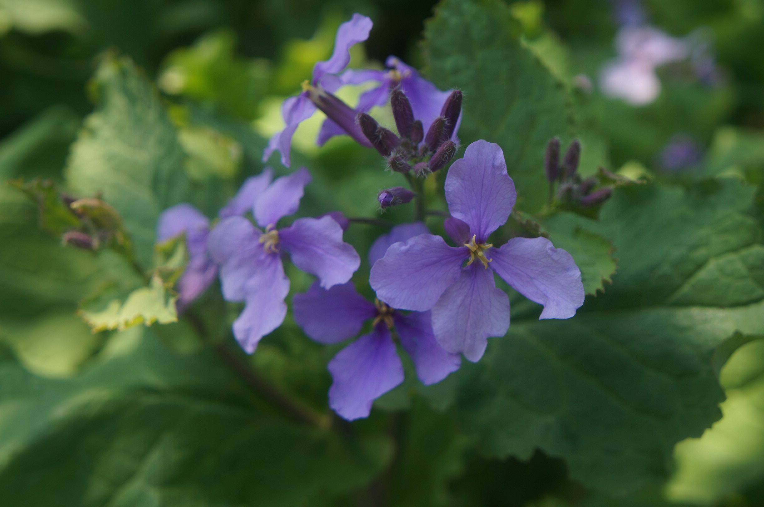 古猗园二月兰蓝紫花花海点缀林下