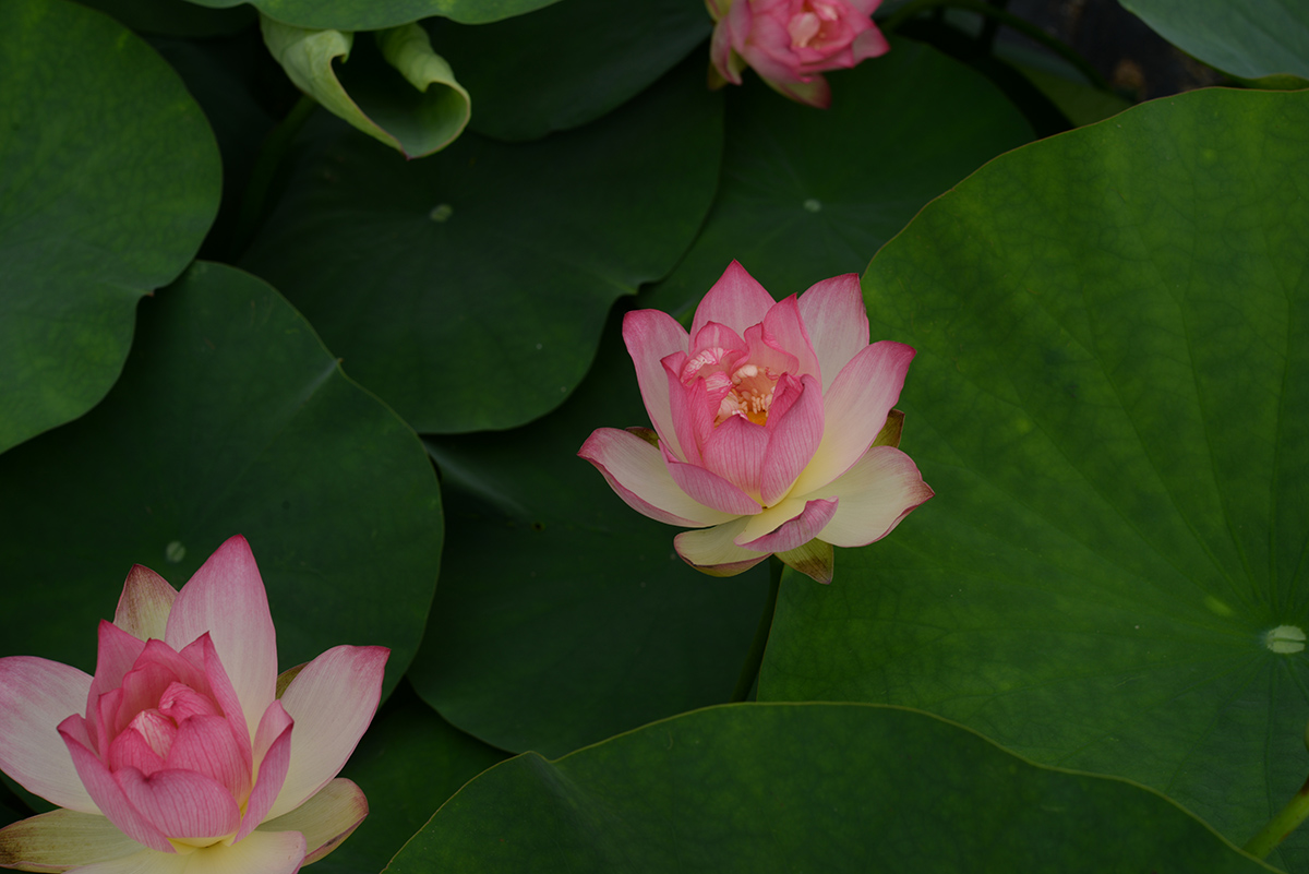 ‘小美红’-DSC_3667.jpg
