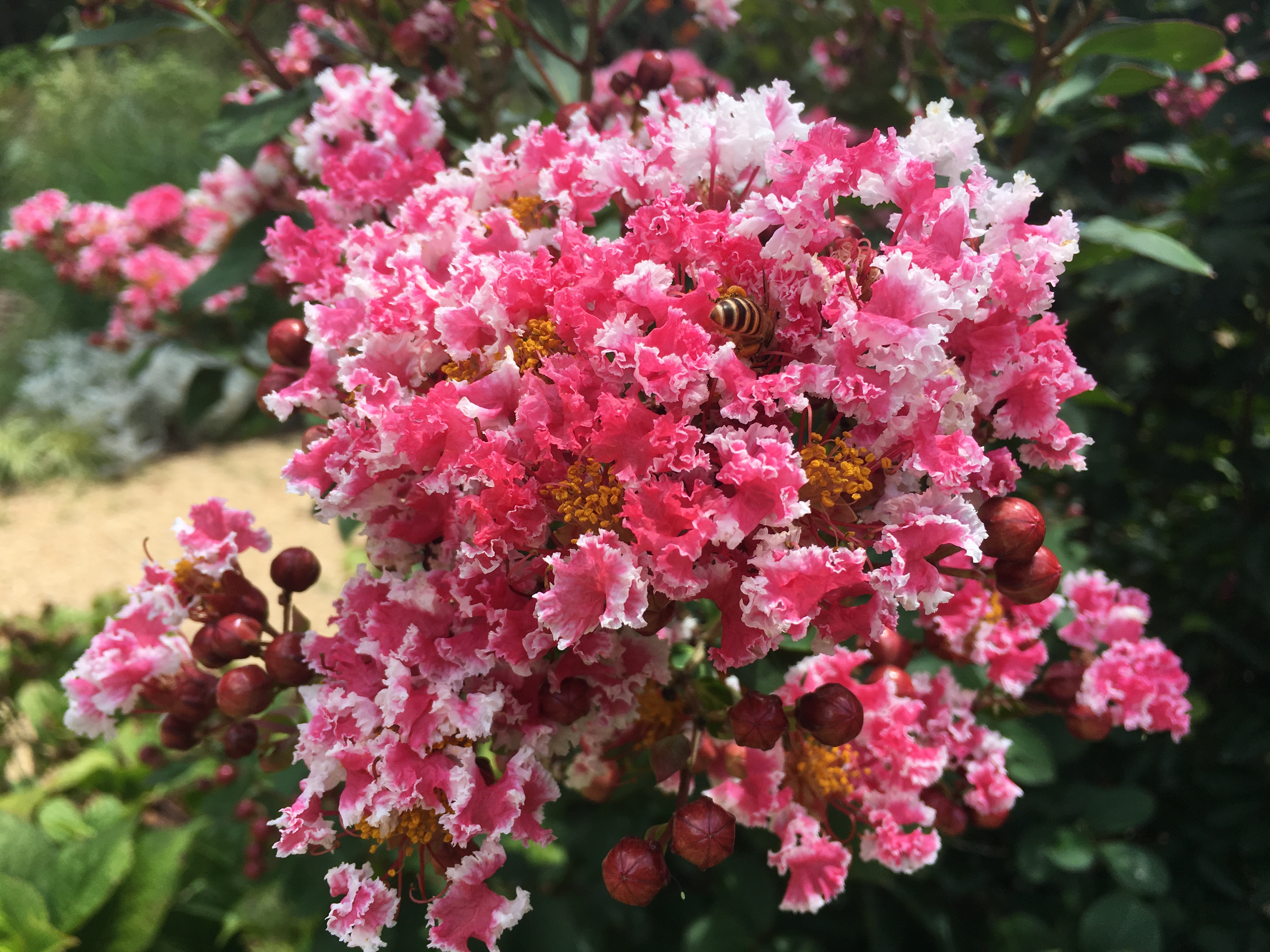 复色矮紫薇花绚丽盛放共青森林公园