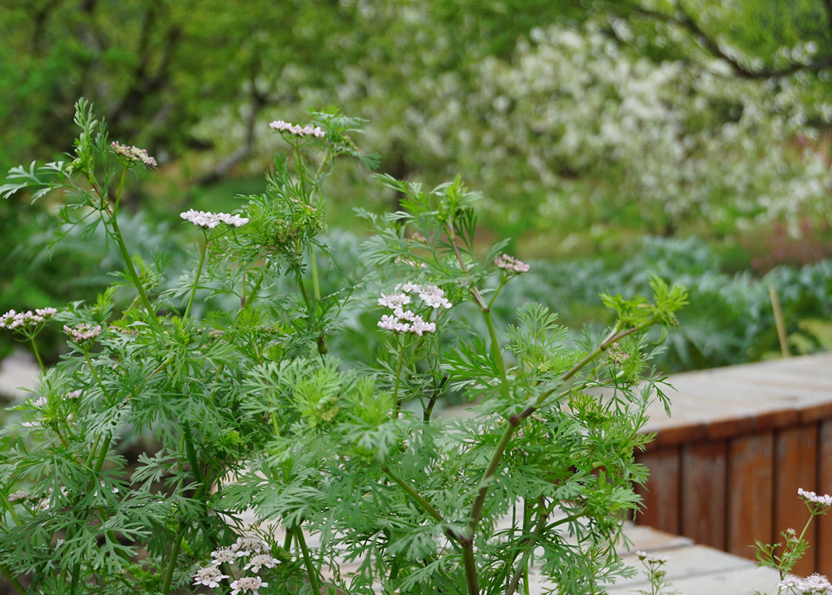 香菜,又被叫作芫荽,是傘形科一年生植物,也是一種極具價值的香料植物