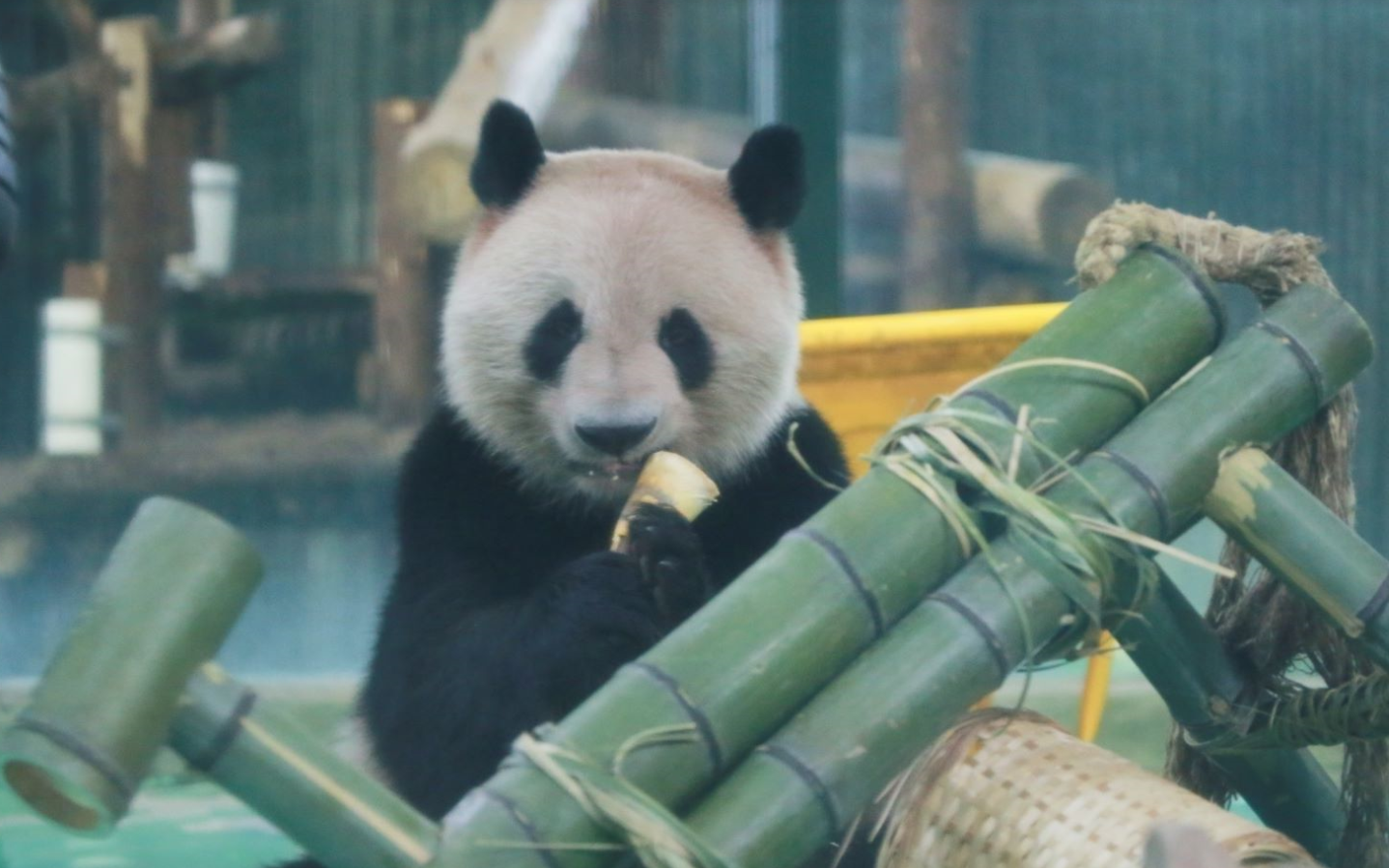 吃笋正面照.png 吃笋正面照.png