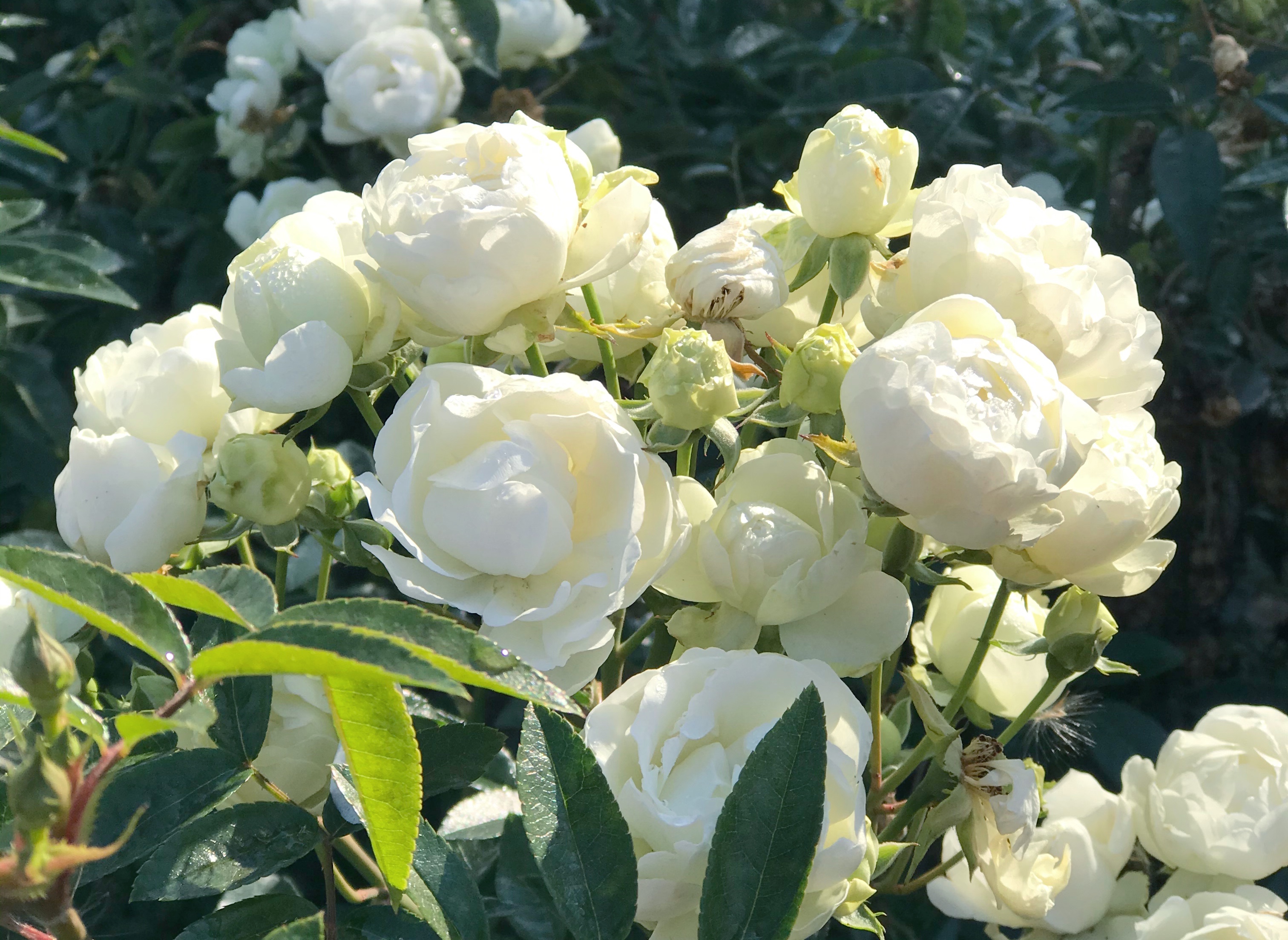 花花世界 辰山植物园2021上海月季展话月季(五)