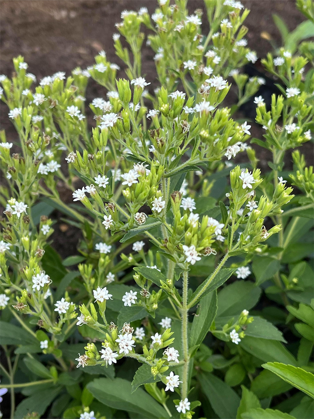 甜叶菊 2.jpg