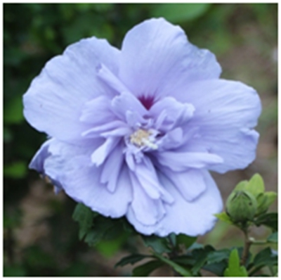 蓝雪纺Hibiscus ‘Blue Chiffon’.jpg