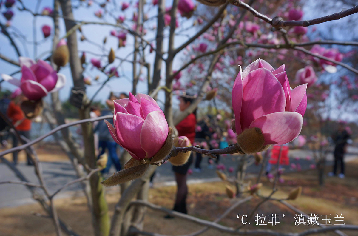 ‘C.拉菲’滇藏玉兰1.jpg