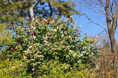 美人茶 (2).jpg 美人茶 (2).jpg