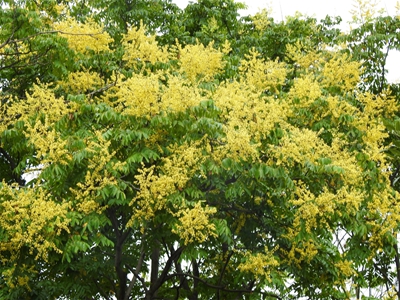 1、复羽叶栾树.jpg