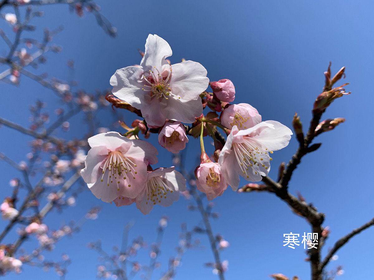 寒樱3.jpg