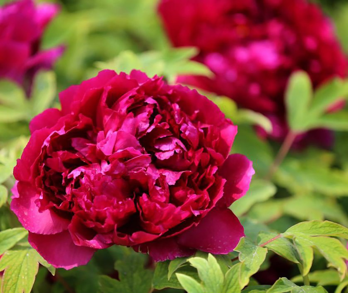 辰花守沪云逛辰山植物园之牡丹盛放