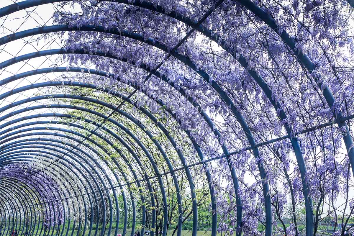垂摇如璎 辰山植物园紫藤即将迎来盛花期