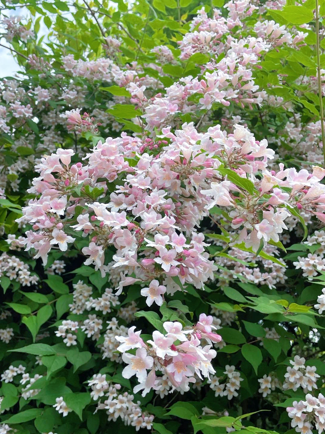 花开如瀑国家三级保护植物蝟实盛放辰山植物园_上海花讯_上海市绿化和 