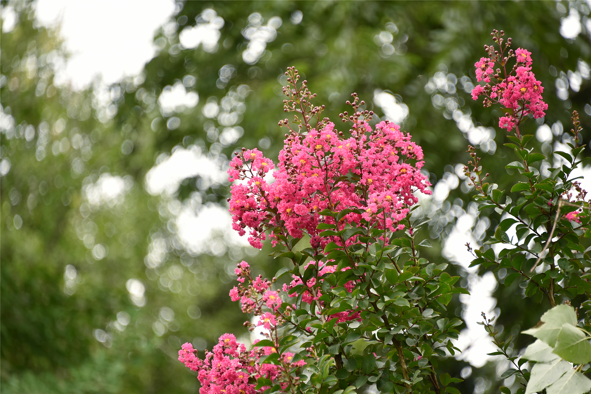 DSC_9659_副本.jpg
