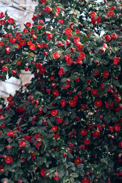 金心大红 (1).jpg 金心大红 (1).jpg