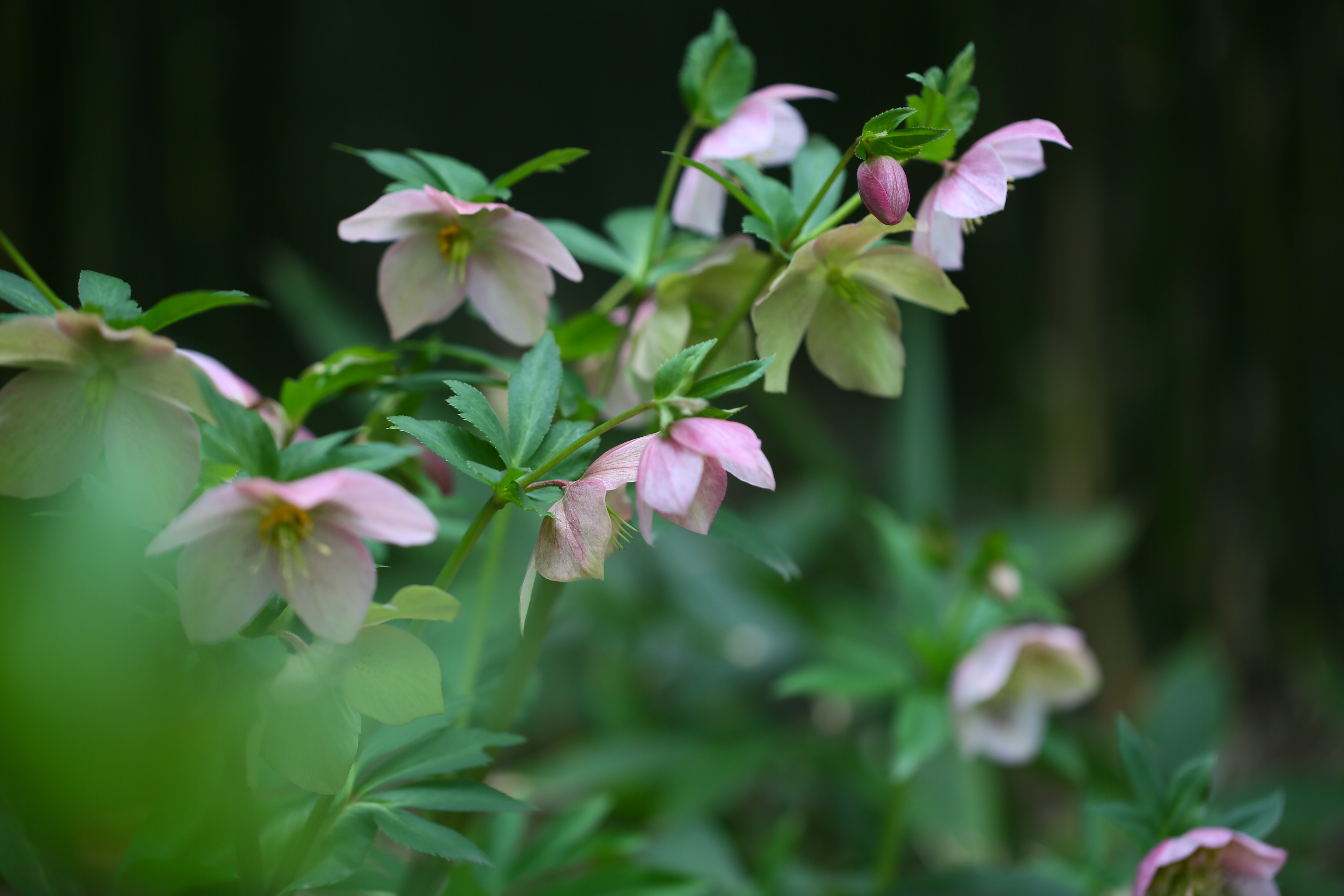 古猗园竹林下的铁筷子惊艳绽放