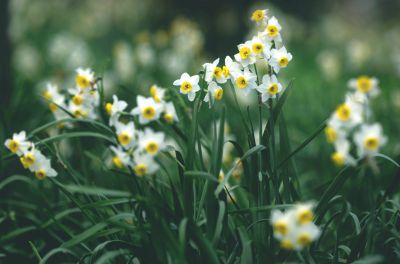 水仙 (5).jpg 水仙 (5).jpg