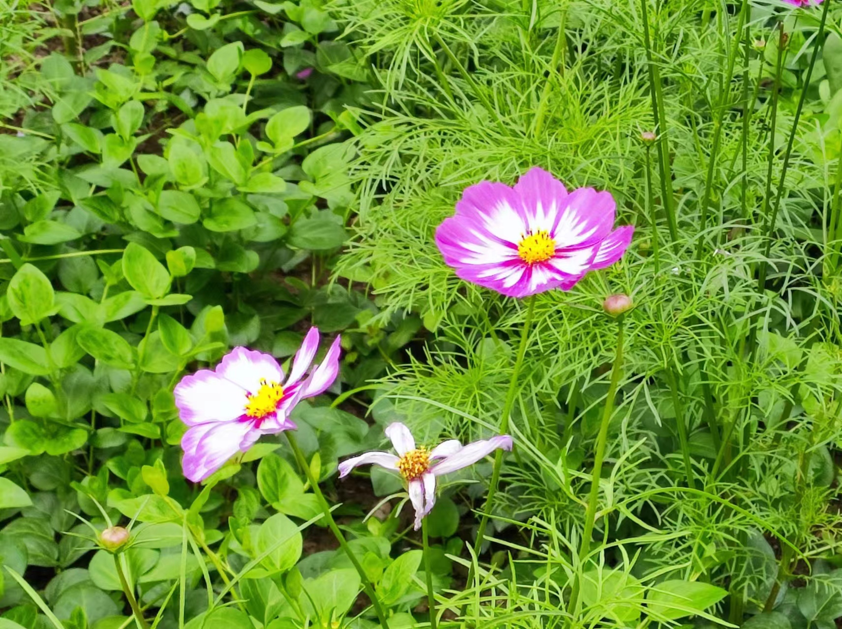 波斯菊1.jpg