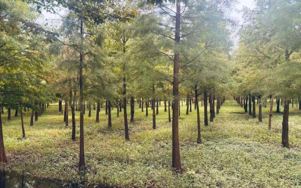 上海市林业总站赴松江区开展种质资源实地踏查4.jpg