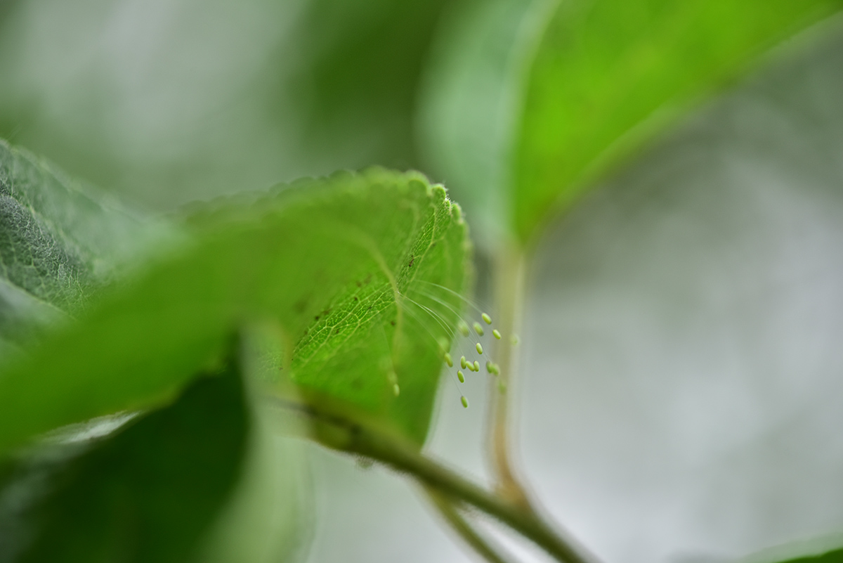 4、草蛉卵.jpg