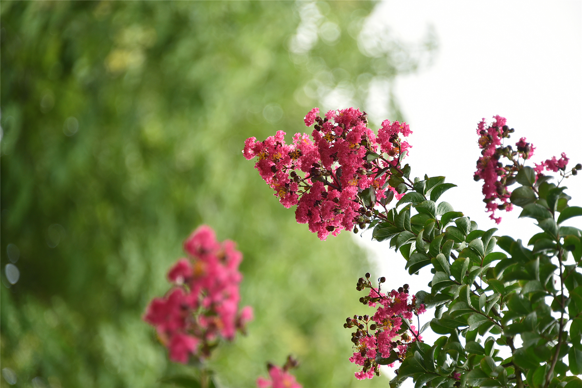 DSC_9648_副本.jpg
