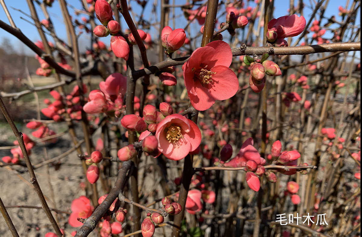 毛叶木瓜1.jpg