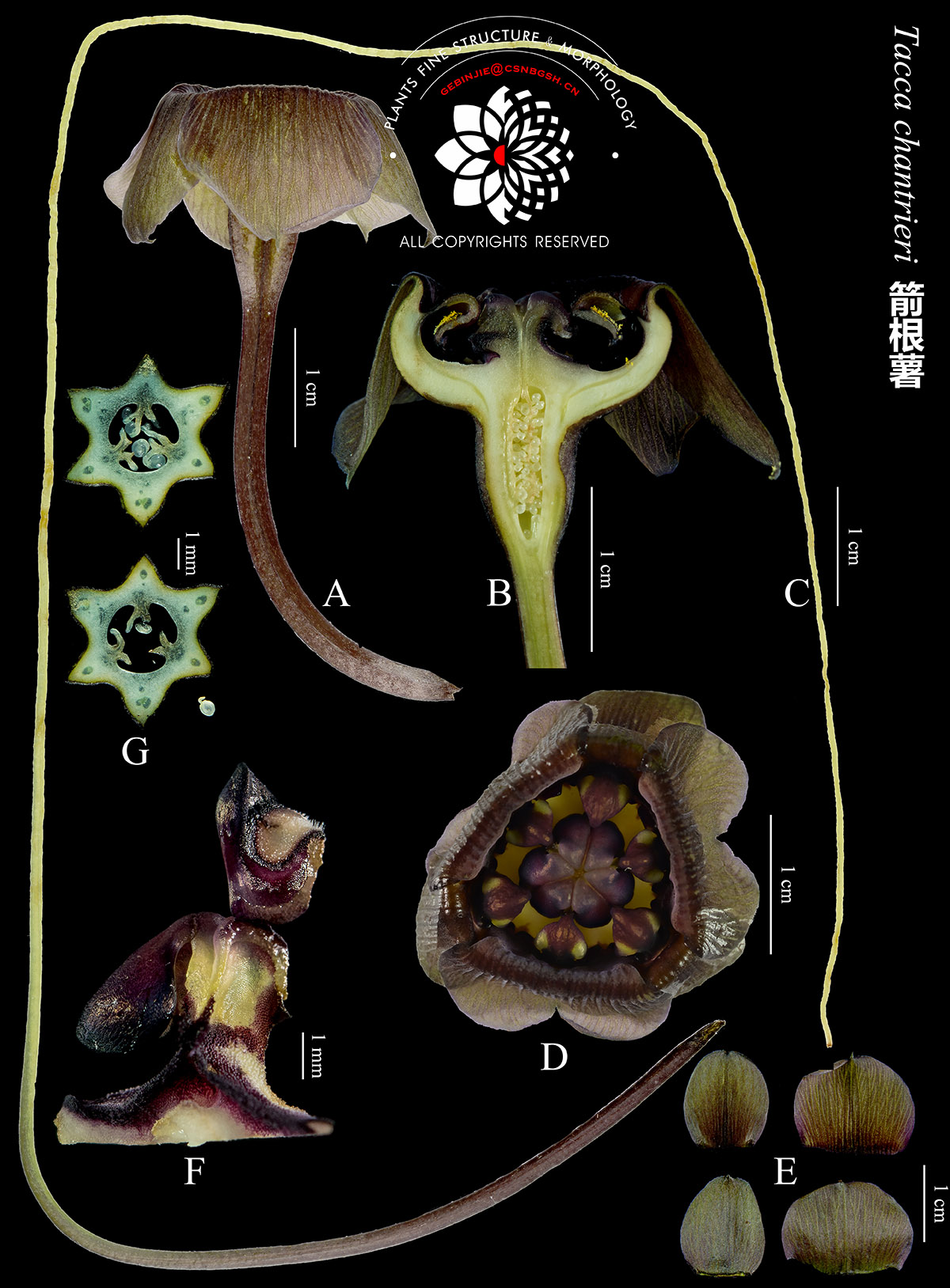 黑 Tacca chantrieri 箭根薯 合.jpg