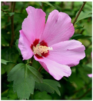 木桥 Hibiscus ‘Woodbridge’.jpg