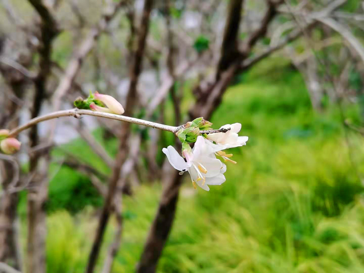早春时节辰山植物园内郁香忍冬花香四溢