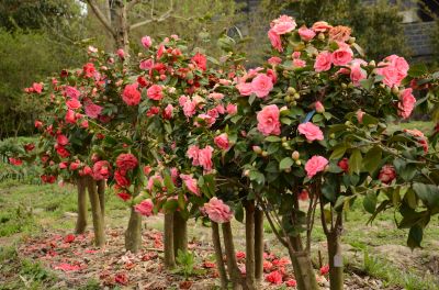 杜鹃山茶园内山茶 (3).jpg 杜鹃山茶园内山茶 (3).jpg