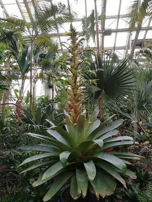 1帝王凤梨Alcantarea_imperialis (1).jpg