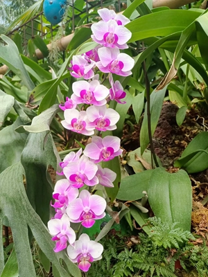 蝴蝶兰.jpg