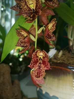3花天鹅兰--Cyc.Orange Coffee5 (1).jpg
