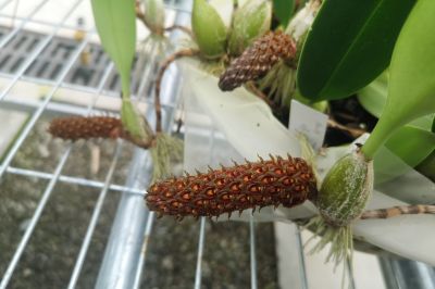 5短耳石豆兰--兰科石豆兰属 (1).jpg