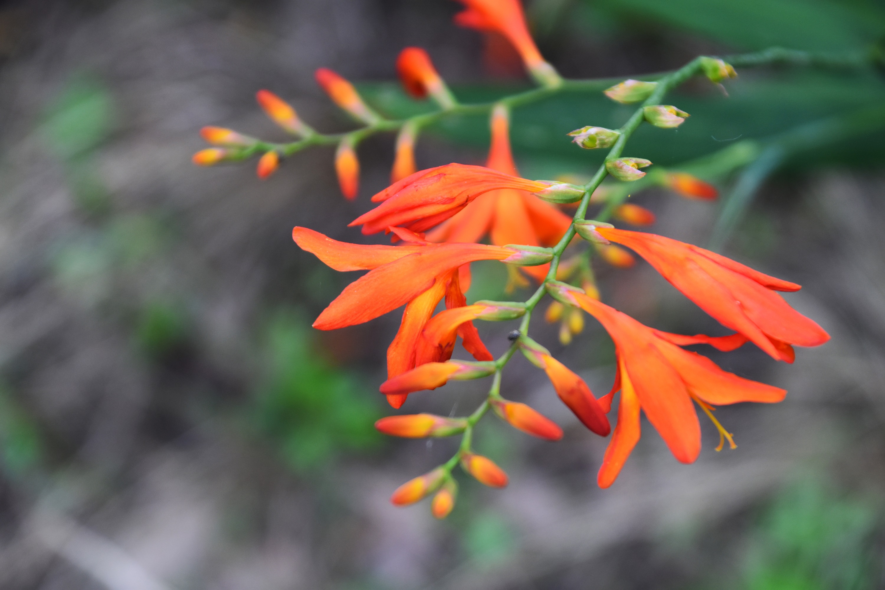 在八仙花园旱溪的岸边,火星花与美人蕉,千屈菜等交相辉映,野趣十足