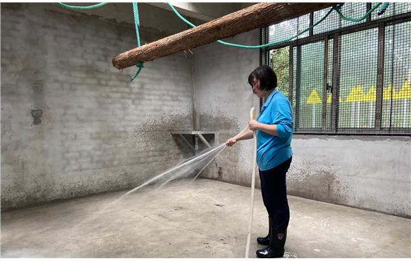 上海动物园饲养员对长臂猿新馆进行“开荒保洁” (2).jpg