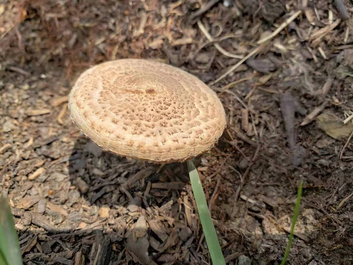 粗鳞大环柄菇图片