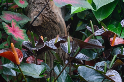 黑色情人 (2).jpg